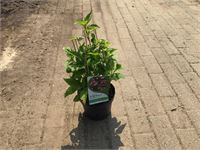 5 Hydrangea Serrata Blue – foto 2 – kavel bij Hammertime, Westerlo