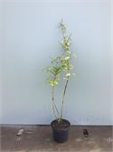 20 Deutzia Gracillis – foto 2 – kavel bij Hammertime, Westerlo