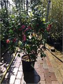 1 Camelia Op Stam – foto 2 – kavel bij Hammertime, Westerlo
