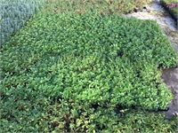 80 Sedum Mix – foto 5 – kavel bij Hammertime, Westerlo