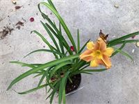 10 Hemerocallis – foto 3 – kavel bij Hammertime, Westerlo