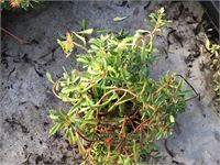 80 Sedum Mix – foto 2 – kavel bij Hammertime, Westerlo