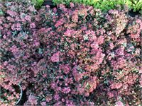 40 Sedum Mix – foto 7 – kavel bij Hammertime, Westerlo