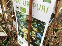 5 Druiven – foto 2 – kavel bij Hammertime, Westerlo