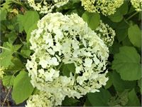 20 Hydrangea Annabelle – foto 2 – kavel bij Hammertime, Westerlo
