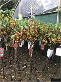 2 Malus Sierappelstam – foto 2 – kavel bij Hammertime, Westerlo