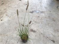 50 Pennesetum Little Bunny – foto 2 – kavel bij Hammertime, Westerlo