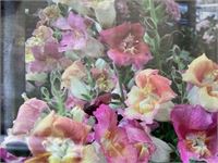 40 Anthiriums – foto 2 – kavel bij Hammertime, Westerlo