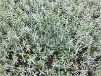 25 Lavendel Potmaat P9 – foto 2 – kavel bij Hammertime, Westerlo