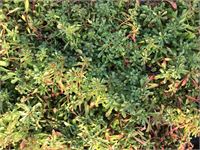80 Sedum Mix – foto 4 – kavel bij Hammertime, Westerlo