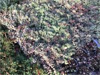 120 Sedum Mix – foto 3 – kavel bij Hammertime, Westerlo