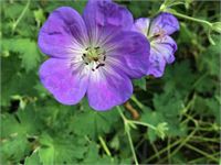 10 Winterharde Geraniums – foto 2 – kavel bij Hammertime, Westerlo