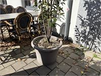 9 Div Plantenbakken Incl Planten – foto 8 – kavel bij Hammertime