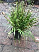 50 Carex – foto 2 – kavel bij Hammertime, Westerlo