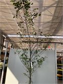 1 Aronia – foto 2 – kavel bij Hammertime, Westerlo