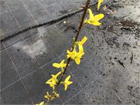 10 Forsythia – foto 2 – kavel bij Hammertime, Westerlo