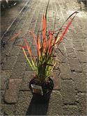 20 Imperata Red Baron – foto 2 – kavel bij Hammertime, Westerlo