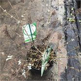 30 Vlinderstruiken – foto 4 – kavel bij Hammertime, Westerlo