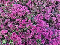 80 Sedum Mix – foto 6 – kavel bij Hammertime, Westerlo