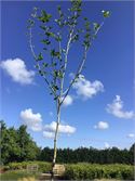 1 Platanus Hispanica – foto 2 – kavel bij Hammertime, Westerlo