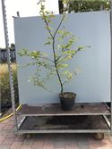 10 Carpinus 180-200 – foto 2 – kavel bij Hammertime, Westerlo