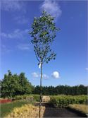 2 Pyrus Chanticleer – foto 2 – kavel bij Hammertime, Westerlo