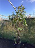 1 Photinia – foto 2 – kavel bij Hammertime, Westerlo