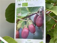 5 Kiwi Mix – foto 2 – kavel bij Hammertime, Westerlo