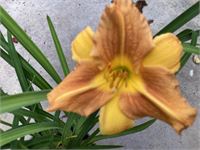 20 Hemerocallis – foto 2 – kavel bij Hammertime, Westerlo