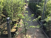 10 Fagus Sylvatica 180-200 – foto 2 – kavel bij Hammertime, Westerlo