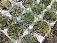 120 Festuca Glauca – foto 2 – kavel bij Hammertime, Westerlo