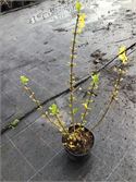 50 Forsythia – foto 3 – kavel bij Hammertime, Westerlo