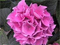 20 Hortensia Roos – foto 2 – kavel bij Hammertime, Westerlo