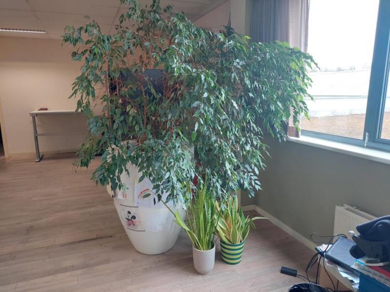 https://cdn.aeman.nl/AE_Hammertime/image/800/800/455c0784-5649-43b3-8352-654577ffa82b/jpg