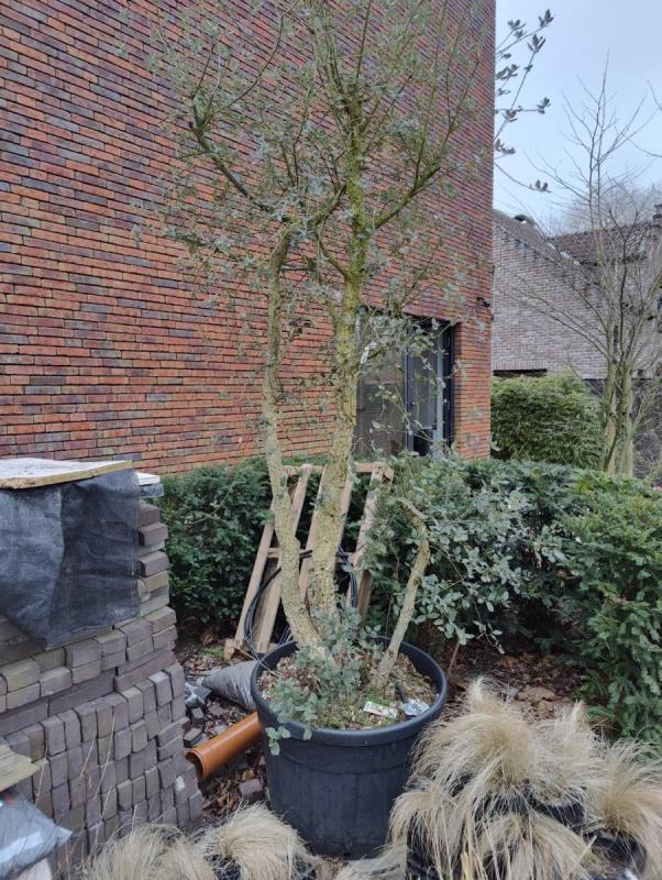 https://cdn.aeman.nl/AE_Hammertime/image/800/800/5488938c-a016-4946-8675-4d52b2a3ce62/jpg