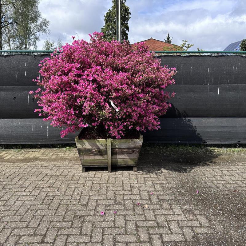 https://cdn.aeman.nl/AE_Hammertime/image/800/800/6ba0786c-021f-4fe2-bc53-bf61d6efd67e/jpg