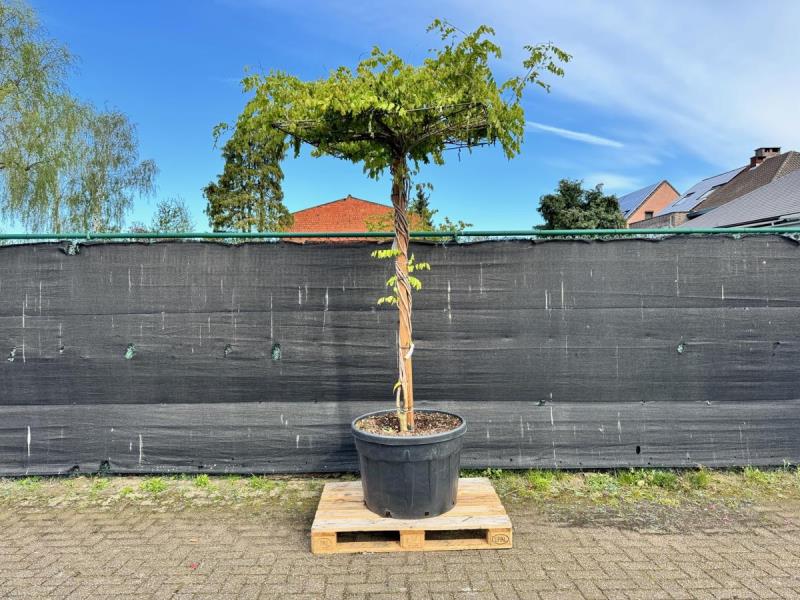 https://cdn.aeman.nl/AE_Hammertime/image/800/800/88b6dc92-b2d8-468a-95cd-258ea5ae2428/jpg