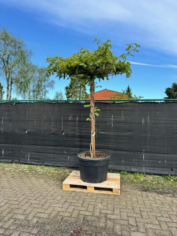 https://cdn.aeman.nl/AE_Hammertime/image/800/800/909b89d8-399f-4bcf-b2ff-56ee4577c24f/jpg