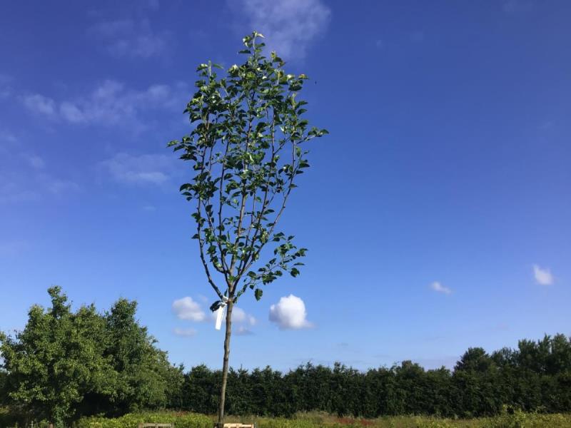 https://cdn.aeman.nl/AE_Hammertime/image/800/800/f691742f-6d74-4c05-852f-f1fd268c28a3/jpg