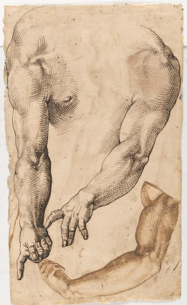 Anatomische Arm- und Beinstudien (recto-verso)