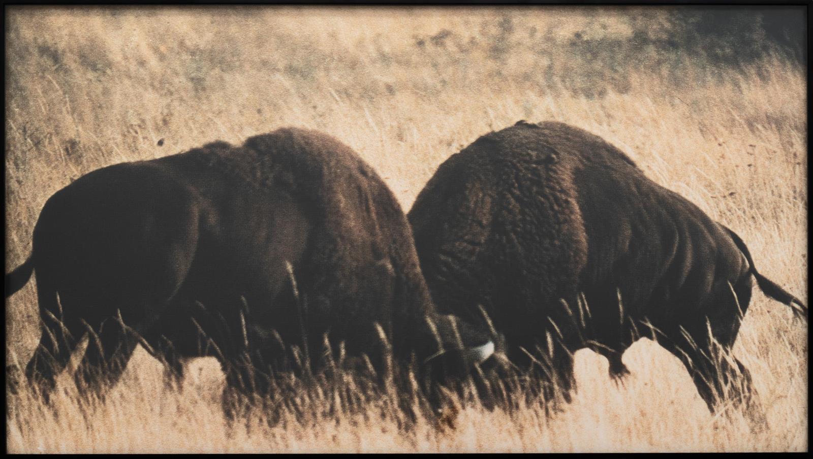 Two Bison/Group of Bison (with blue shape)