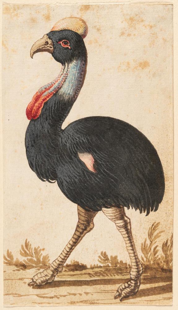 3 Bll.: Kasuar – Doppelhornvogel – Hellroter Ara