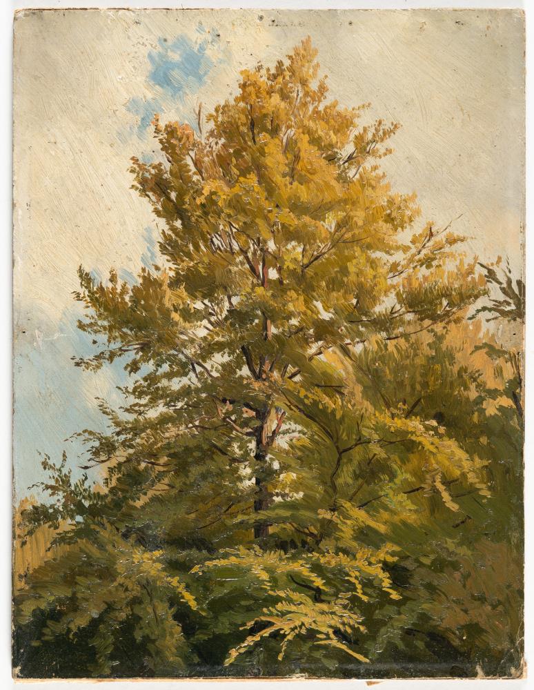 Baumstudie