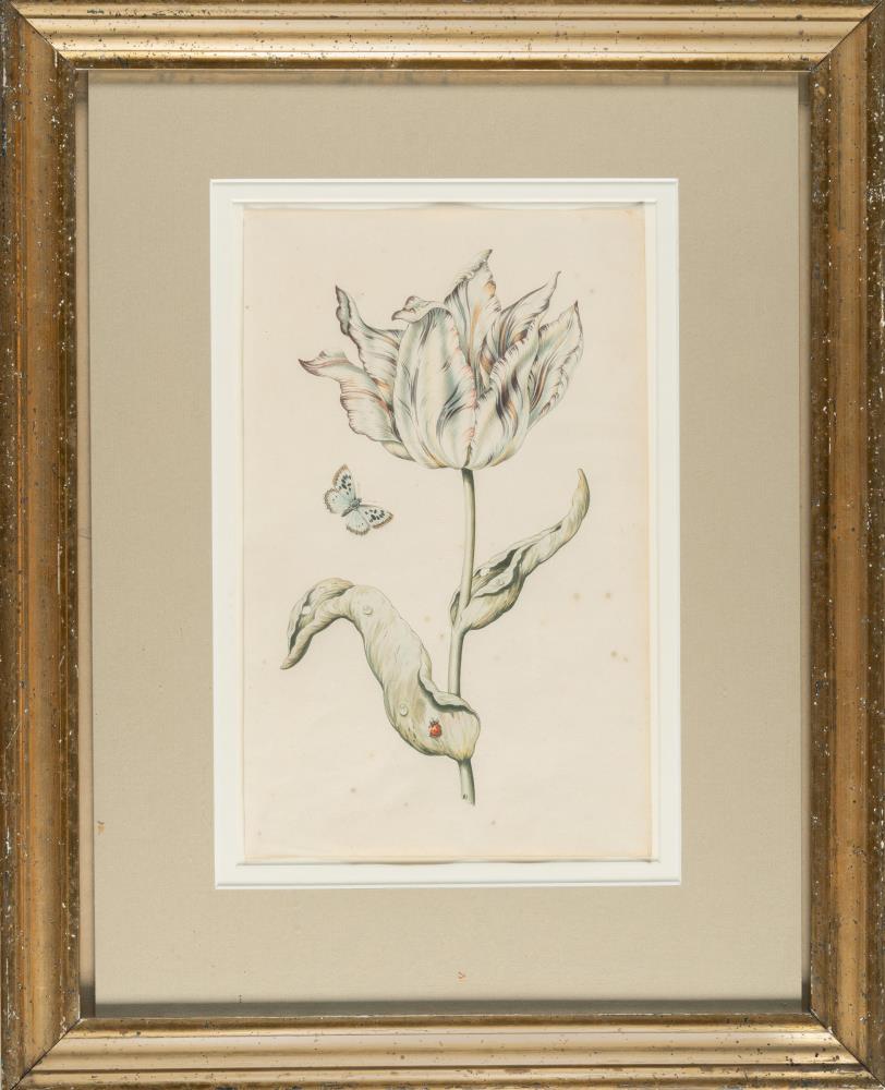 Geflammte Tulpe mit Schmetterling und Marienkäfer
