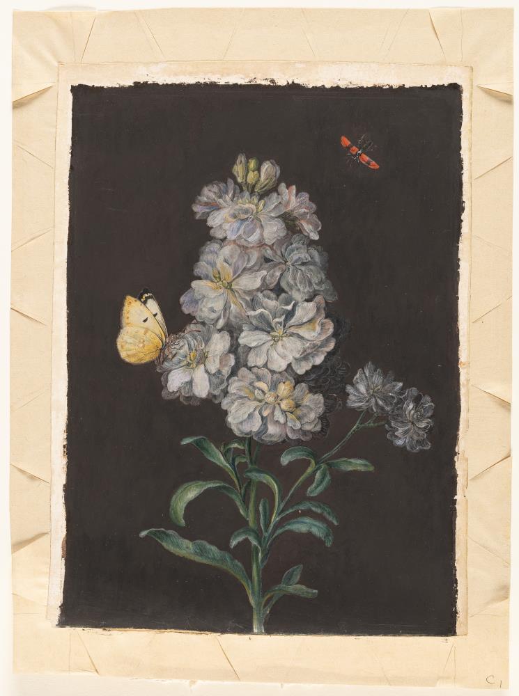 Levkoje mit Schmetterling und rotem Käfer