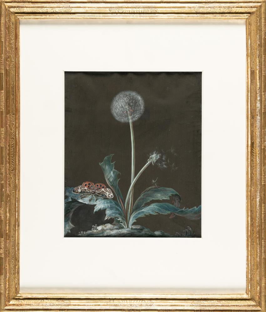 Pusteblume mit Nachtfalter
