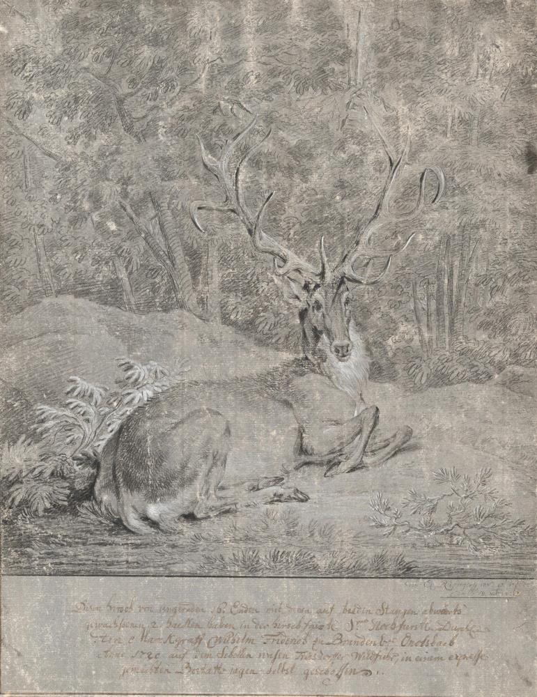 Kapitaler Hirsch, in Waldlichtung ruhend