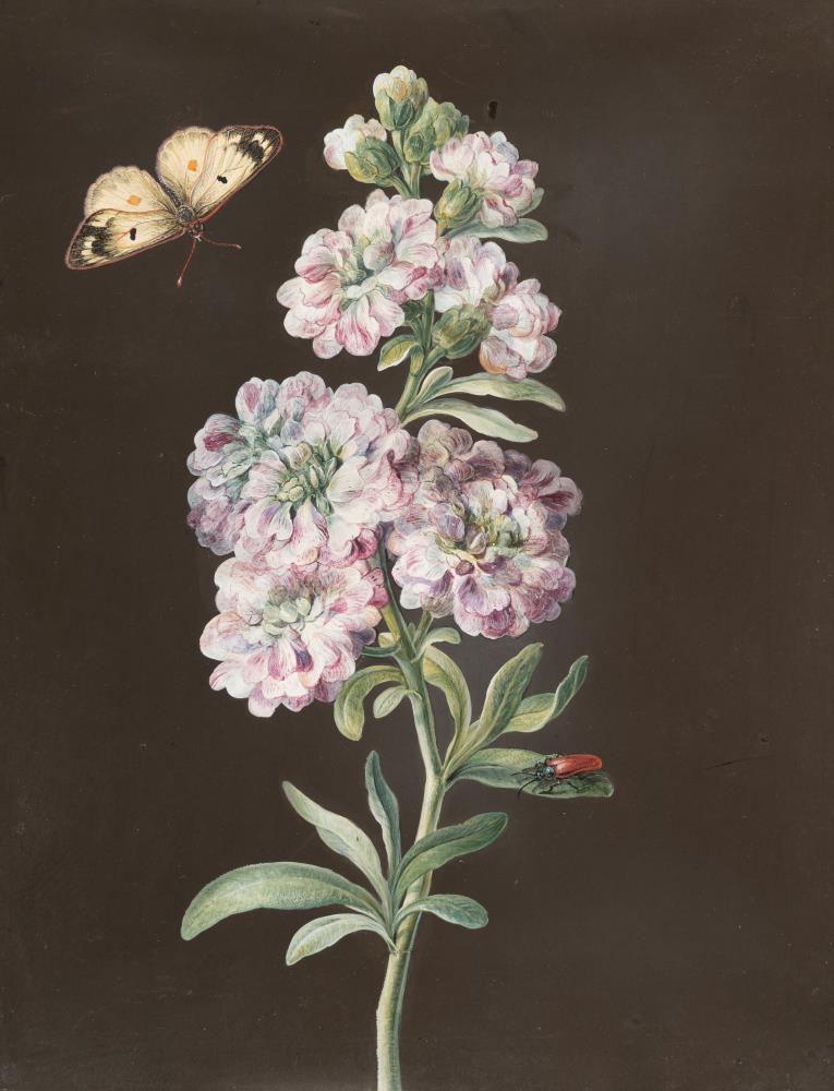 Levkoje mit Schmetterling und braunem Käfer