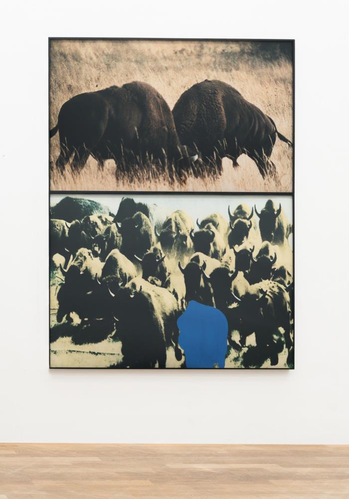 Two Bison/Group of Bison (with blue shape)