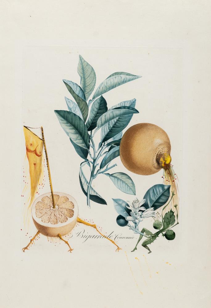 Pamplemousse erotique